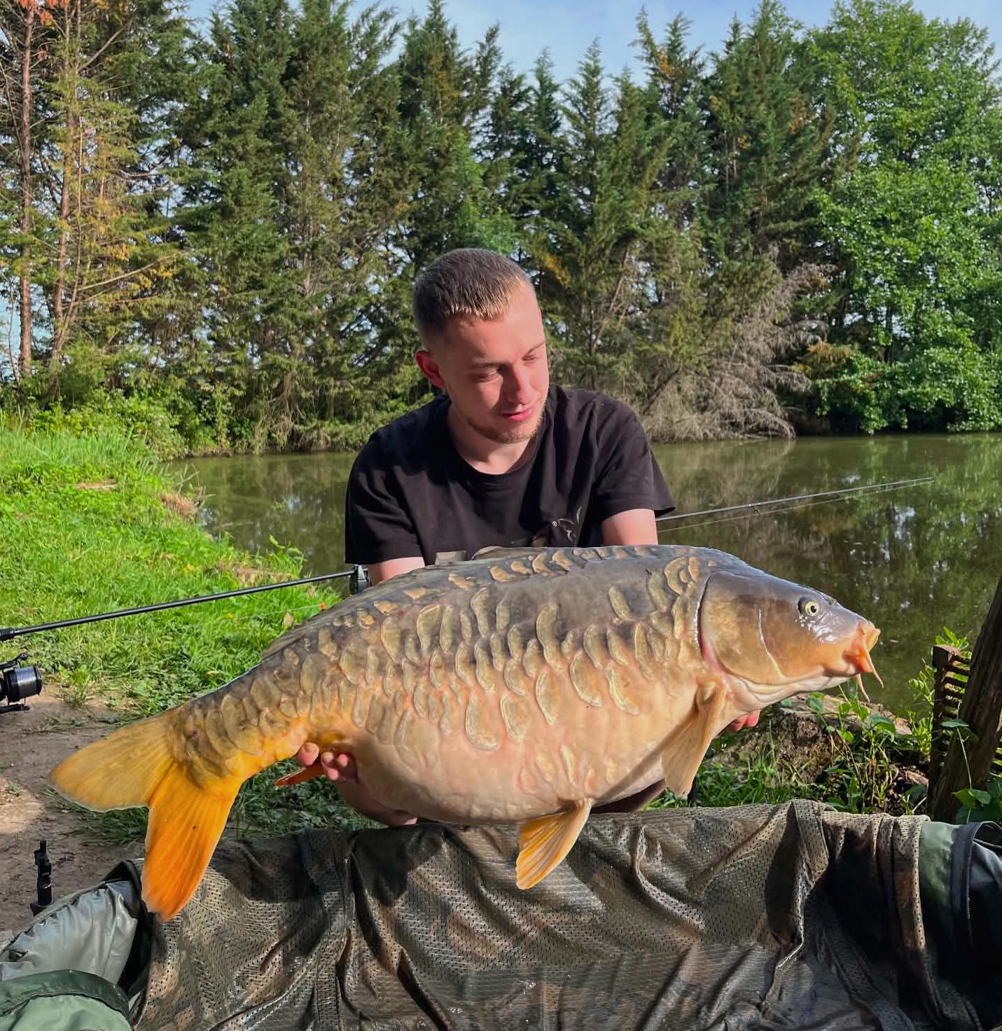 Carpe aux nageoires dorées présentée devant les berges arborées