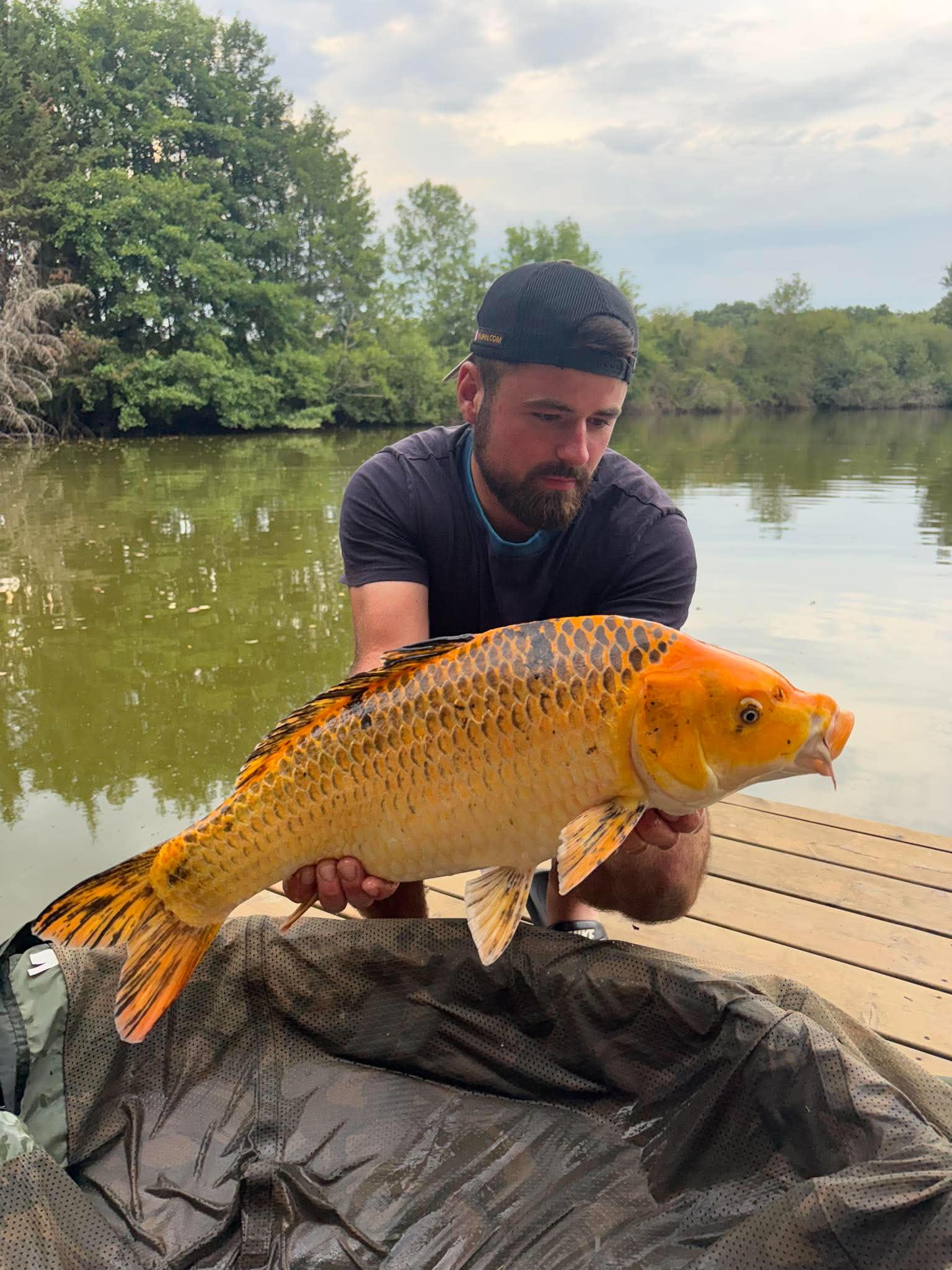 Koï orange et noire tenue devant le ponton