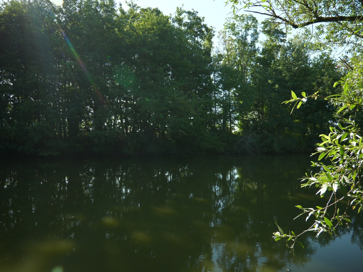 Vue sur la queue d’étang et les berges ombragées depuis le poste stalking